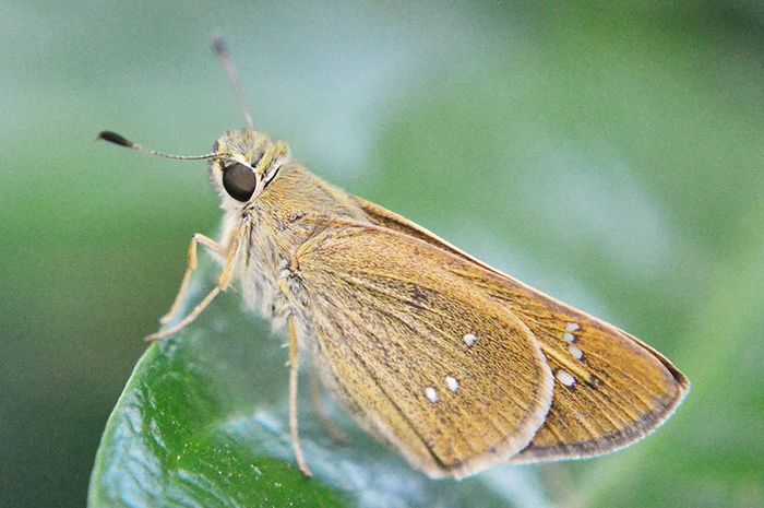 5 Hewan dengan Pendengaran Luar Biasa