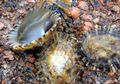 Keren! Gigi Siput Laut Ini Dapat Menahan Beban Seberat 1.500 Kilogram