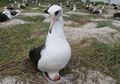 Burung Tertua di Dunia Berusia 68 Tahun Baru Saja Bertelur Lagi!