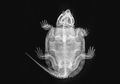 Lihat Hasil X-Ray Hewan-Hewan di Kebun Binatang London, yuk!