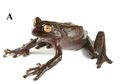 Ilmuwan Menemukan Spesies Katak yang Unik di Ekuador! Seperti Apa?