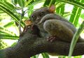 Tarsius, Primata Kecil Bermata Besar yang Dilindungi, Kenalan, yuk!
