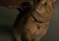Captain Marvel Juga Memelihara Kucing, lo! Siapa Dia Sebenarnya, ya?