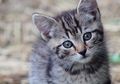Kucing Juga Bisa Flu, Begini Cara Menyembuhkan Flu pada Kucing