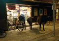 Gawat, Kawanan Sapi Liar Masuk ke Sebuah Supermarket di Hongkong