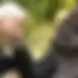 Salah Satu Gorila Paling Jenius  di Dunia Bernama Koko, Ditemukan Mati