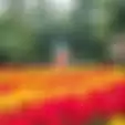 Klaten Punya Taman Bunga Seperti di Belanda