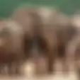 Seorang Pemburu Hewan dengan Bangga Mengatakan Telah Membunuh 5.000 Gajah selama 50 Tahun