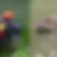 Pria Penambang Pasir Diterkam Buaya Saat Menyelam di Sungai Buton, Warga Lihat Korban Diseret dan Ditenggelamkan
