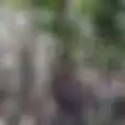 Viral Sepeda Motor Nyangkut di Pohon Bambu, Katanya Diterbangin Makhluk Halus