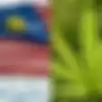 Malaysia Dikabarkan akan Melegalkan Ganja untuk Keperluan Pengobatan