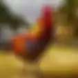 6 Tafsir Mimpi Melihat Ayam Jago, Benarkah Ini Sebuah Pertanda Baik?