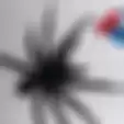 Udah Kayak Spider-Man, di Dunia Nyata Bakal Ada Antivenom yang Dibuat dari Laba-laba Paling Mematikan