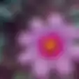 Cosmos: Bunga dengan Aneka Rupa dan Warna