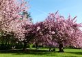 Mau Lihat Sakura? Moms Bisa Travel Ke... Cibodas!