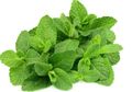 Selain Meningkatkan Kekebalan Tubuh, Ini Manfaat Mengejutkan Daun Mint