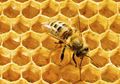 Manfaat Tak Terduga Royal Jelly : Lawan Kanker Sampai Diabetes!