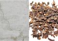 Bermasalah Dengan Dinding Rumah Berjamur? Atasi Dengan Bahan Ini!