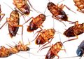 Sebal dengan Kecoak di Rumah? Atasi Secara Cepat dengan Bahan Ini