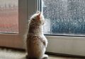 (Foto) Melankolis! Saat para Kucing Menantikan Kepulangan Pemiliknya