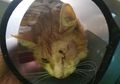 Tanpa Alasan Jelas, Mata Kucing Ditembak hingga Buta oleh Orang Asing