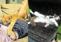 (Foto) Lucu Banget! Berikut 10 Posisi Aneh Saat Hewan Tertidur