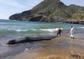 Kasihan, Paus Ini Terdampar di Pantai dan di Dalam Perutnya Ditemukan 29 kg Sampah Plastik