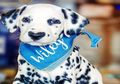 Anjing Dalmatian Ini Jadi Perhatian Karena Punya Hidung Berbentuk Hati, Sudah Punya Penggemar Ribuan Lho