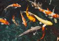 Bagi yang Mau Menikah Dengan Putranya, Orangtua Ini Berikan Hadiah Ikan Koi yang Bisa Bikin Kaya Raya, Berminat?
