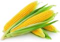 Jagung, Makanan Pencegah Kanker Yang Murah dan Mudah Didapat