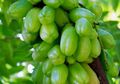 Selain Untuk Bumbu Dapur, Belimbing Wuluh Punya Beragam Manfaat Lain
