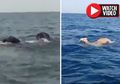 Unta dan Gajah Ditemukan Berenang di Tengah Laut, Orang-orang pun Ketakutan dan Bicara Soal Bahtera Nuh