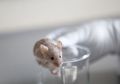 Berhasil Tanamkan Otak Manusia pada Tikus, Ini Hasil yang Diperoleh para Peneliti