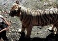 Tertangkap Kamera, Inilah Detik-detik Sebelum Para Hewan Buas Ini Menyerang Manusia