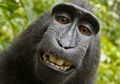 Monyet Asal Sulawesi Utara Menuntut Fotografer Atas Foto Selfie, Ini Putusan Hukumnya