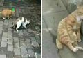 Si Kucing Betina Selingkuh Sang Kucing Jantan Patah Hati, Lucu Banget Ekspresinya!