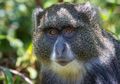Monyet Tanzania Ternyata Maniak Seks dan Suka Berhubungan dengan Spesies Berbeda!