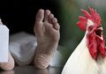 Dari Digigit Hamster Sampai Dipatuk Ayam, Inilah Kasus Pembunuhan Teraneh yang Melibatkan Hewan-hewan yang Sejatinya Tak Berbahaya
