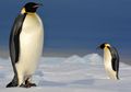 Apakah Penguin Kaisar Si Pemakan Besar Mendapatkan Cukup Makanan?