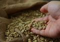 Cukup dengan Minum Kopi Ini, Lemak Dalam Tubuh Akan Terbakar