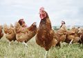 Ayam Super: Inilah Proyek Pencampuran Ras Ayam Terunggul dari Seluruh Dunia, Tujuannya Sungguh Mulia!