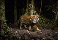 Pria Ini Nekat Berjibaku dengan Harimau Demi Selamatkan Istrinya