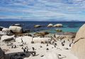 Ke Afrika Selatan Jangan Lupa Lihat Penguin di Pantai Boulder