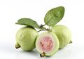 Coba Konsumsi Daun Jambu Biji Secara Rutin, Rasakan 5 Manfaat Ini!