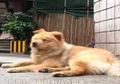 (Video) Mengharukan, Selama 8 Tahun Anjing Ini Setia Menanti Tuannya Pulang Kerja di Stasiun Kereta