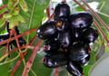 Buah Jamblang atau Duwet yang Langka Ternyata Baik untuk Kesehatan Gigi dan Gusi juga Penderita Diabetes
