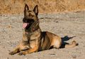 Kisah Anjing Cerdas yang Mampu Mendeteksi Bom Hingga Narkoba