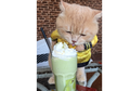 6 Potret Gemes Chó, Si Kucing Lucu Berkostum yang Jadi Selebgram