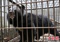 Dikira Anak Anjing, Sebuah Keluarga di China Tak Sadar Telah Membesarkan Beruang Langka Selama 2 Tahun