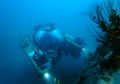 Ilmuwan Temukan 100 Spesies Bawah Laut Terbaru di Sekitar Bermuda